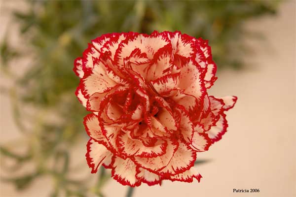 Image Hosted by ImageShack.us